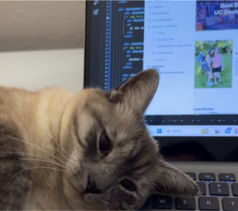 A cat laying down on a laptop that shows the code and figma of the Best Buddies project